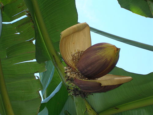 Banana Cotswold Wildlife Park.JPG