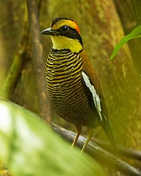 Banded Pitta female - Si Phangnga - Thailand S4E4041 (14071787140) (2).jpg