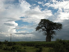 Malawi