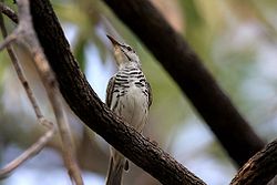 Rämeikkömesikko (Ramsayornis fasciatus)