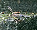 Bar-winged Prinia (Prinia familiaris) - Flickr - Lip Kee.jpg