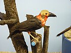 Photo of a museum mount of a brown bird with a bare yellow head, heavy bill and reddish-orange throat, nape and breast
