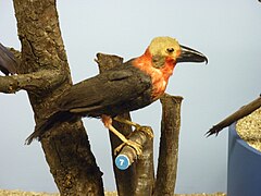 Barite chauve.JPG