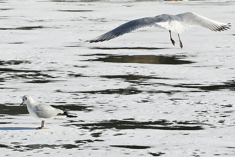 File:Bassin des Morts gelé, 2012-02-11, mouette rieuse 18.jpg