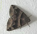 Thumbnail for Bastilla (moth)