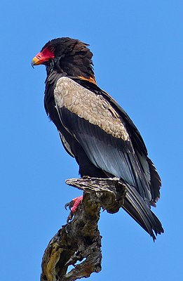 Bateleur Eagle (Terathopius ecaudatus) male (12639730324).jpg
