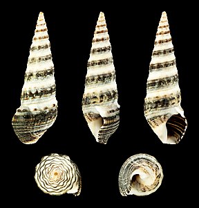 Batillaria zonalis (Banded form)