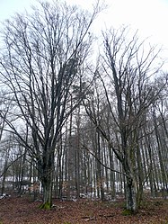 Grove of trees near Stangenroth.jpg