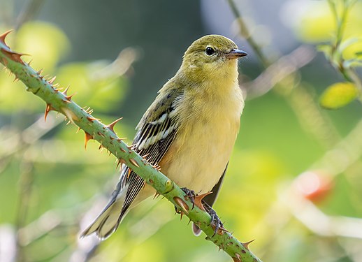 Bay-breasted warbler, Central Park