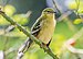 Bay-breasted warbler in Central Park (43472).jpg