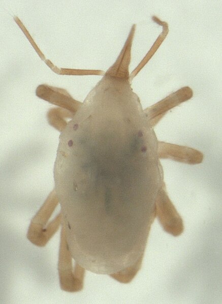 File:Bdellidae.jpg