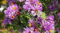 File:Bees on flowers.webm