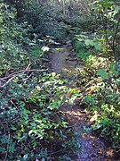 The Beck flowing through woodland on Beeston common.