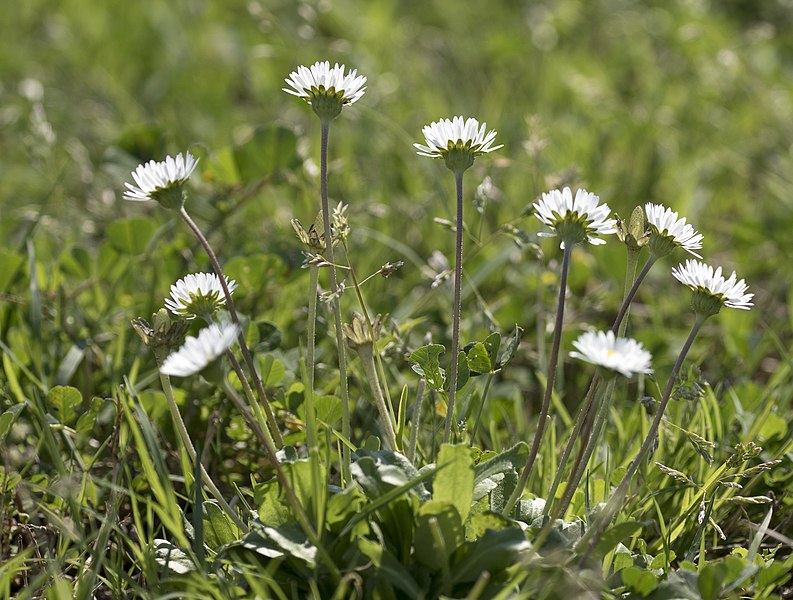 File:Bellis perennis - Lawndaisy 03.jpg