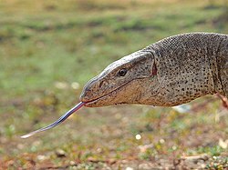 Bengal monitor (Varanus bengalensis) Photograph by Shantanu Kuveskar.jpg