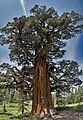 The Bennett Juniper tree in Stanislaus National Forest in Tuolumne County, California, largest juniper tree in North America. View of the south side. It is located in a preserve and one is not allowed at the base of the tree.