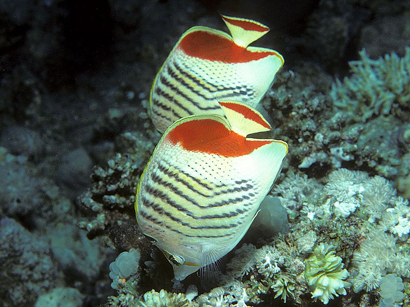 File:Bep chaetodon paucifasciatus.jpg