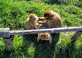 Barbary macaques Eckenhagen.jpg