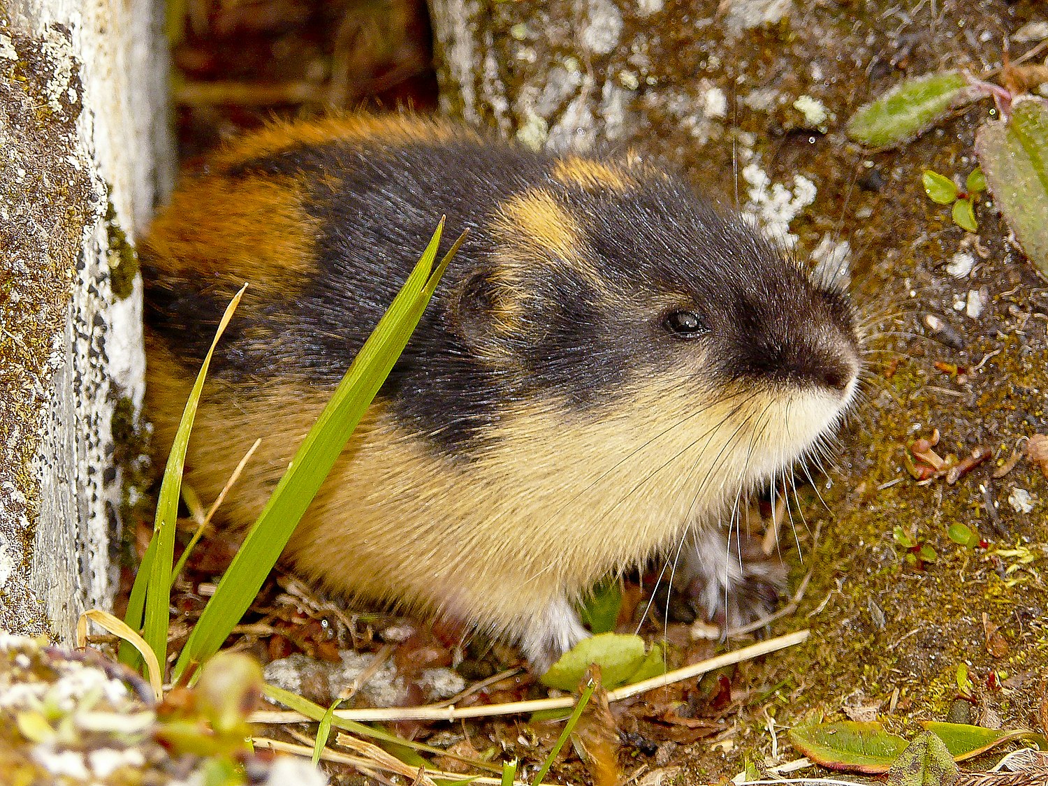 Northern Bog Lemming 