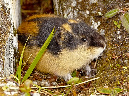 Lemming in Sweden