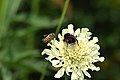 Biene und Hummel auf weißer Blume