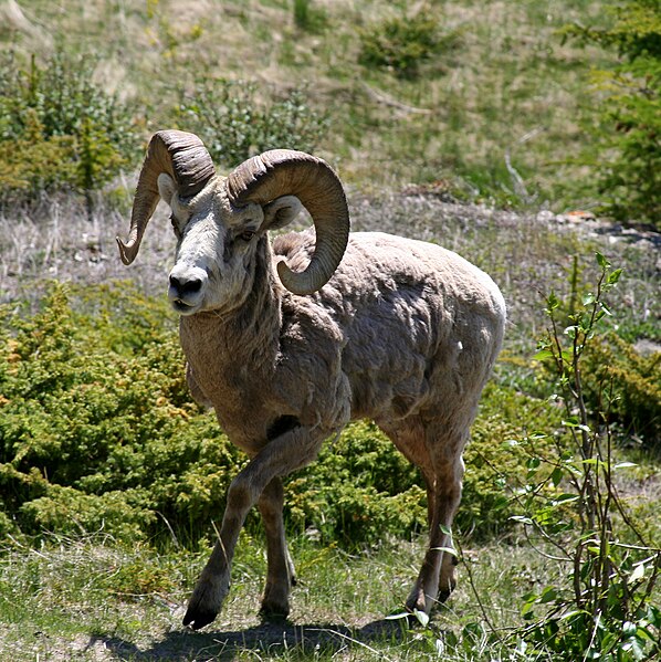 File:BigHorn Sheep in Alberta CA.jpg