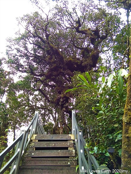 File:Big Mossy Tree at Mossy Forest, Cameron Highlands.jpg