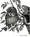 Megascops asio (common: Screech Owl) Audubon Society Educational Leaflet No. 11 , from Bird-Lore, Vol. 6 No.5.