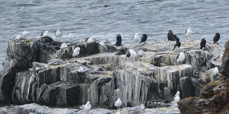 Cormorants (Phalacrocoracidae), Great Black-backed Gulls (Larus marinus), and Herring Gulls (Larus argentatus)