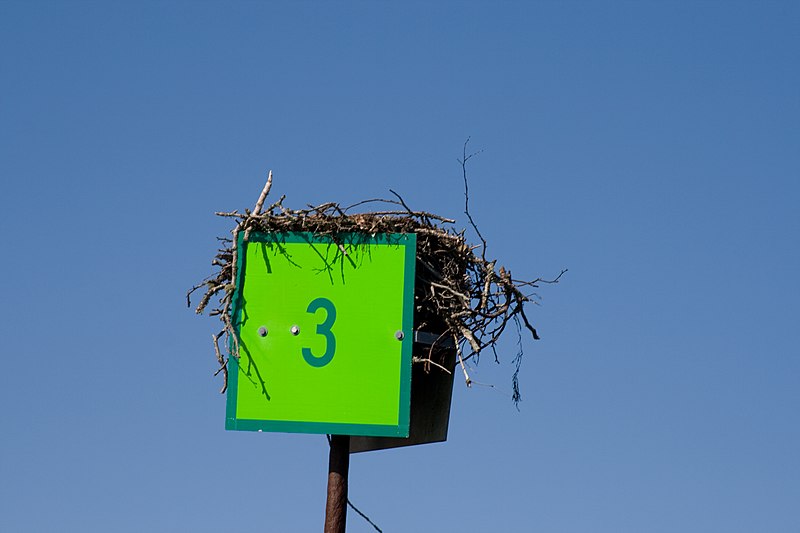 File:Birds nest on lateral mark Christmas Cove Maine (1339016053).jpg