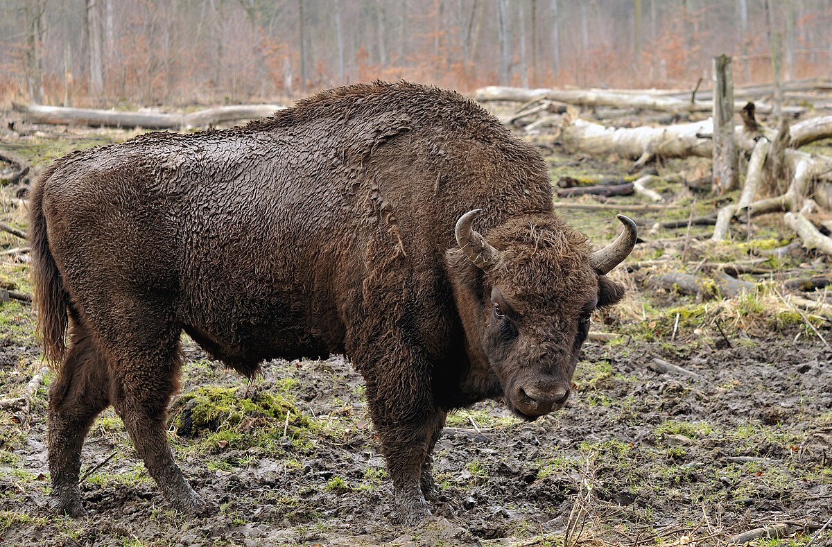 European bison - Wikipedia
