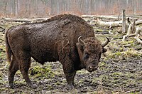 Bison Bonasus