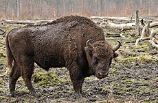 Bison bonasus (Линней, 1758 г.) .jpg