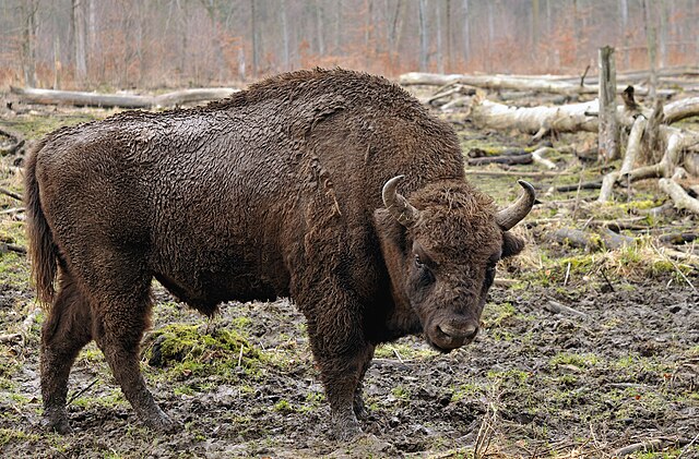 Зубр (Bison bonasus)