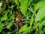 Black-throated trogon female.jpeg