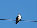 Black-winged Kite male perched on wire.jpg