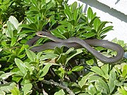 Blackracer111805.JPG