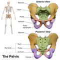 Human pelvis: front and back