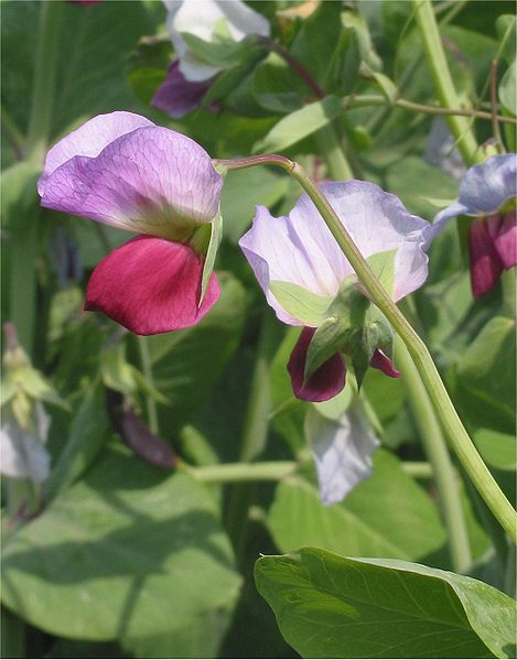 File:Blauwschokker Kapucijner rijserwt bloem Pisum sativum.jpg