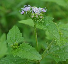 Blue mistflower in bloom in Arkansas Blue Mistflower AR.jpg