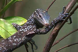 Varanus macraei