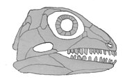 Illustration of a fossilized skull of the Permian primitive reptile Bolosaurus Bolosaurus.jpg