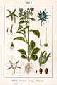 Borago officinalis vol. 11 - plate 07 in: Jacob Sturm: Deutschlands Flora in Abbildungen (1796)