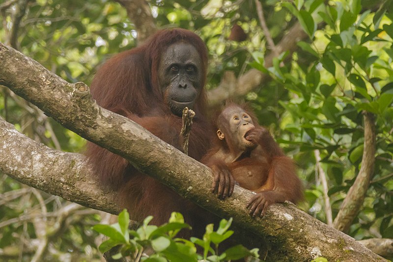 File:Bornean orangutan (Pongo pygmaeus), Tanjung Putting National Park 01.jpg