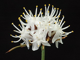 <i>Borya sphaerocephala</i> Species of flowering plant