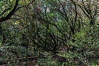 Bosque Encantado, Parque nacional de Garajonay, La Gomera, España, 2012-12-14, DD 12.jpg