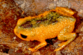 Descrierea imaginii Brachycephalus fuscolineatus.png.