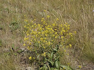 <i>Brassica elongata</i> Species of flowering plant