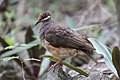 Bridled Quail-Dove (7624335736).jpg