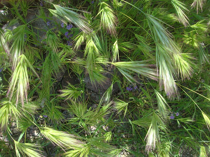 File:Bromus-rubens-20080327.JPG